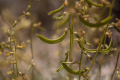 Astragalus tricarinatus