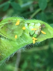 Contarinia pulchripes