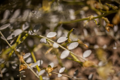 Astragalus tricarinatus