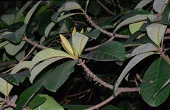 Palaquium obovatum