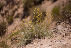 Astragalus tricarinatus