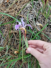 Iris fernaldii