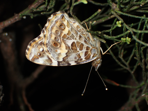 Australian Painted Lady photo 5