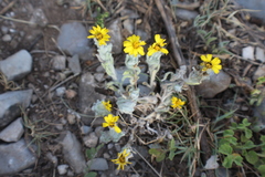 Thymophylla micropoides