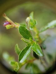 Ceanothus foliosus