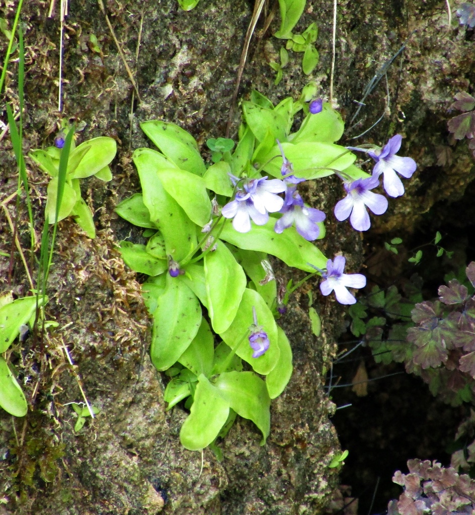 Butterwort