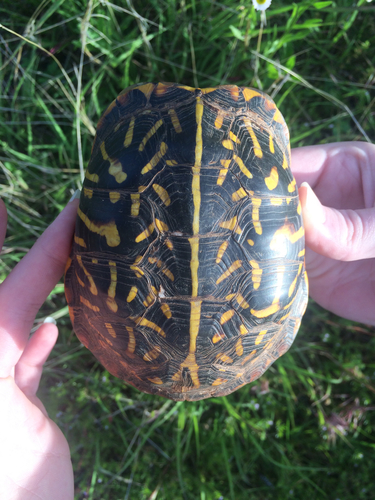 Ornate Box Turtle
