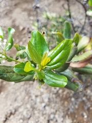 Ceanothus incanus