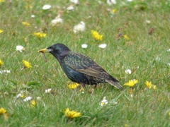 Sturnus vulgaris