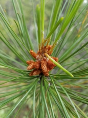Pinus attenuata