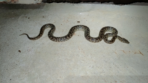 Spotted Python sighting