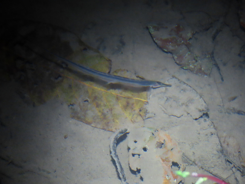 Mousetail knifefish (Gymnorhamphichthys rondoni) — Rhamphichthyidae — 4