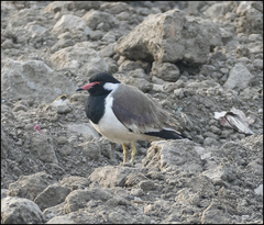 Vanellus indicus