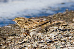 Passerculus sandwichensis beldingi