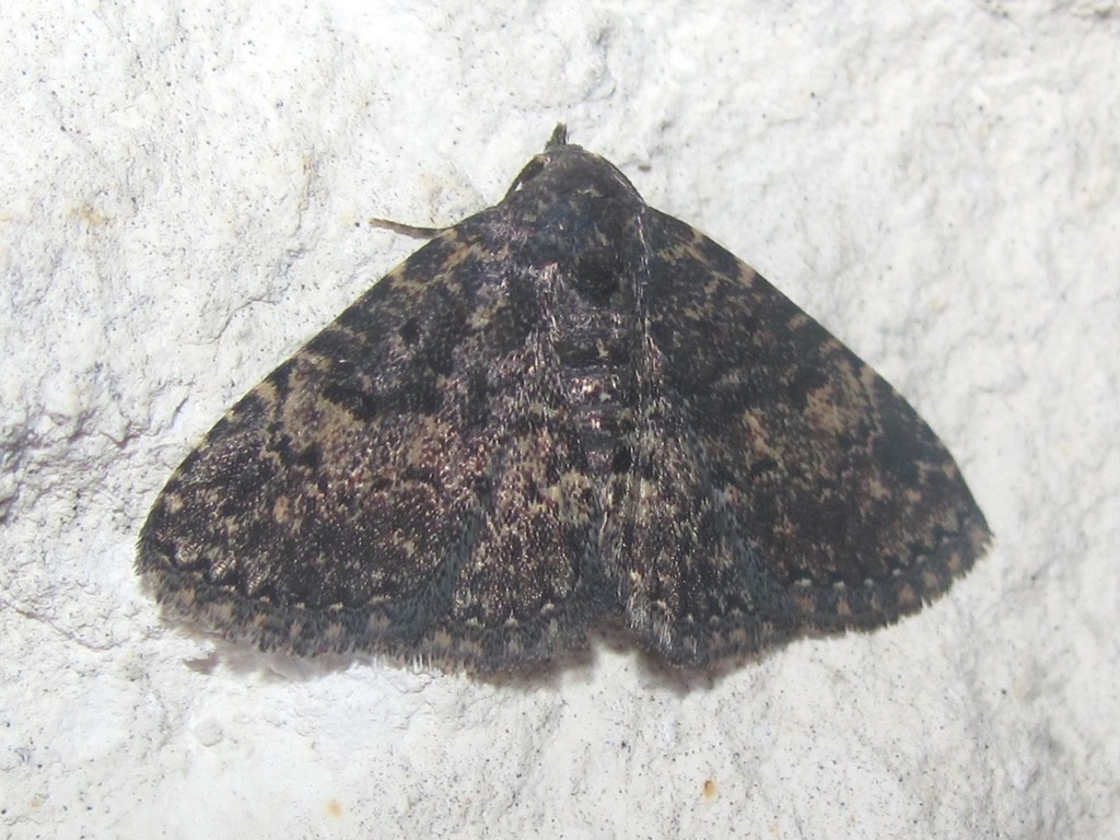 Diabolical Fungus Moth