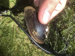 Strophitus undulatus