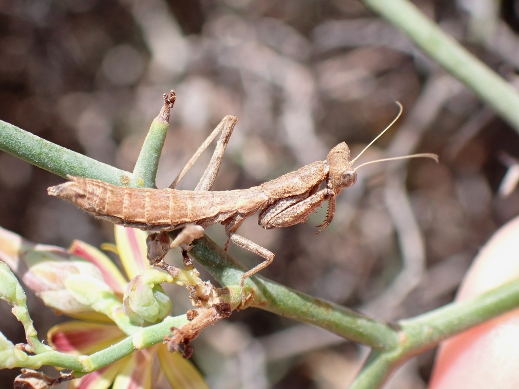 Short-winged Dwarf Mantis