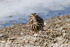 Passerculus sandwichensis beldingi