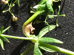 Geocrypta rostriformis