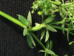 Geocrypta rostriformis