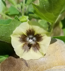 Physalis heterophylla