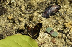 Anthanassa texana seminole