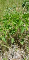 Physalis heterophylla