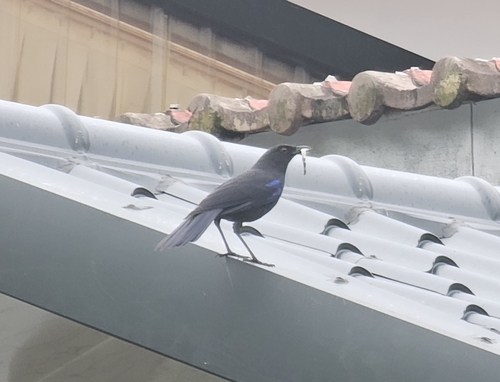 Taiwan Whistling Thrush (Myophonus insularis), photo 9