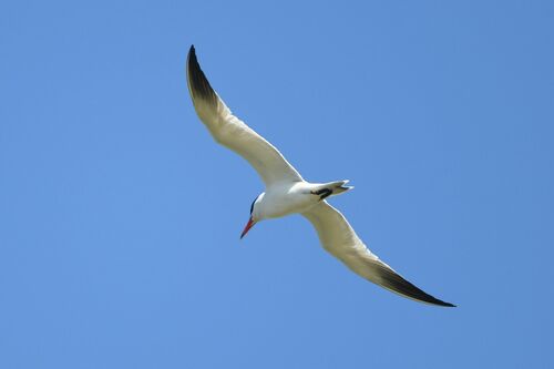 Pagaza piquirroja (Hydroprogne caspia)