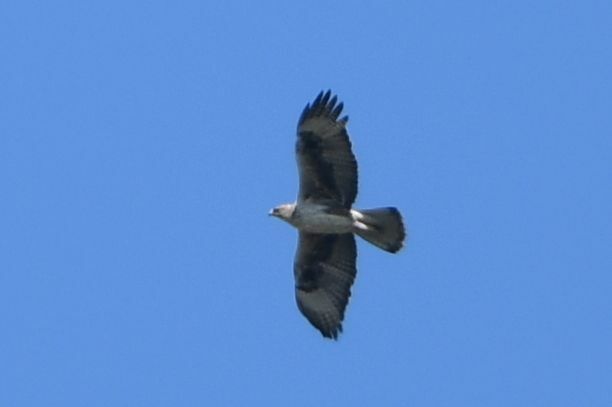 Bonelli's Eagle