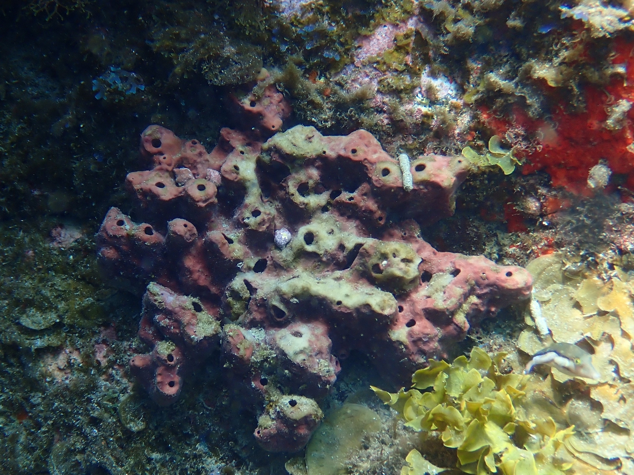Petrosia dura