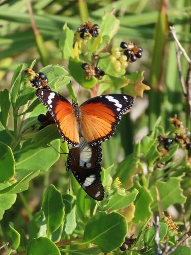 Danaid Eggfly photo 5