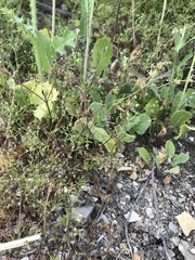 Apiastrum angustifolium