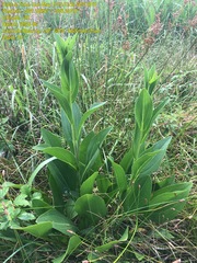 Rudbeckia texana