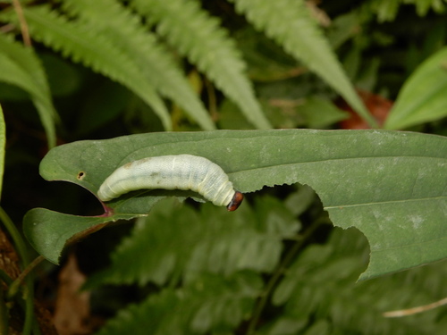 White-banded Flat