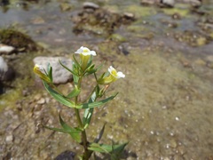 Gratiola quartermaniae
