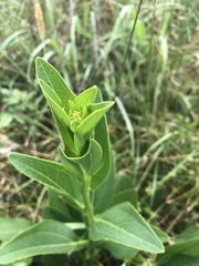 Rudbeckia texana