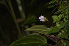 Monolena primuliflora