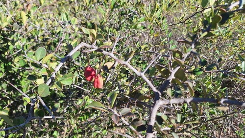 Image of Putterlickia pyracantha by (c) Karen Eichholz, some rights reserved (CC BY)