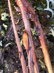 Planetella arenariae