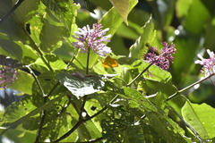 Palicourea lasiantha