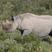 Western Black Rhinoceros - Photo (c) Charles J. Sharp
, some rights reserved (CC BY-SA)