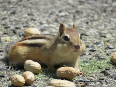 Tamias striatus
