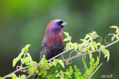 Varied Bunting photo 2
