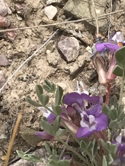 Astragalus calycosus calycosus