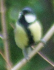 Parus major