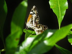 Anthanassa texana seminole