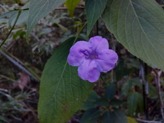 Ruellia breedlovei