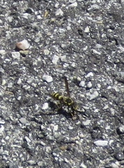 Pterocheilus