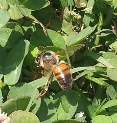 Apis mellifera
